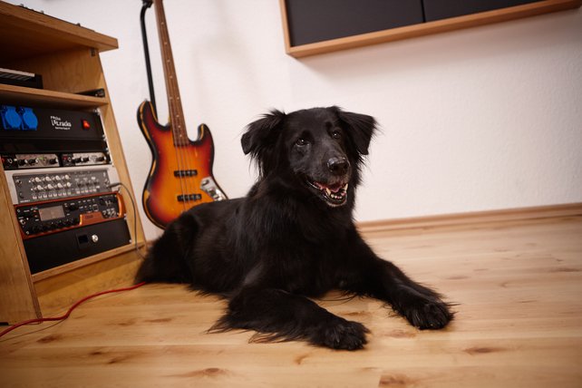 Eine schwarze große Schäferhund-Flat Coated Retriever Hündin liegt im audiacc-Tonstudio und lächelt in die Kamera. Im Hintergrund ist ein E-Bass zu sehen. Außerdem einige Studio-Racks.